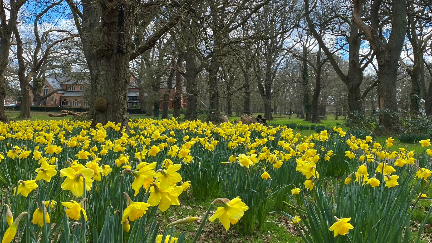 Yellow daffodils in woodland setting