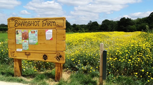 A landscape view of a wooden notice board for Bramshot Country Park within an area of yellow and white planted annual wildflowers.