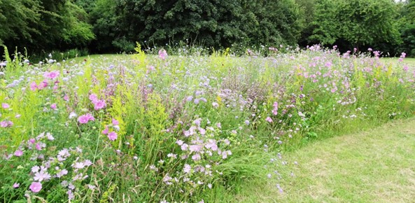 A Landscape view of pink, yellow and purple perennial wildflowers planted by Browning Road near Zebon Copse. 