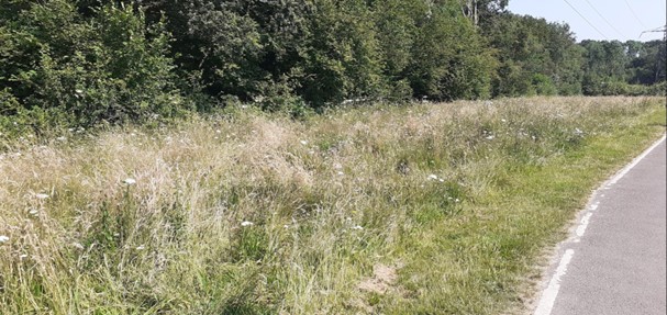 A Landscape view of an example area of grassland that has been allowed to grow longer in spring. A one metre width of grass has been mown short adjacent to a path.