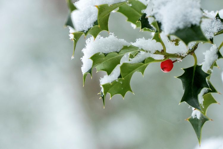 A holly twig with snow on its leaves