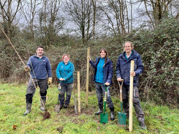 Four rangers planting small elm trees on Odiham Common