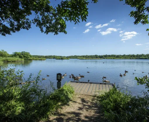 View of Fleet Pond with landing stage, ducks and trees