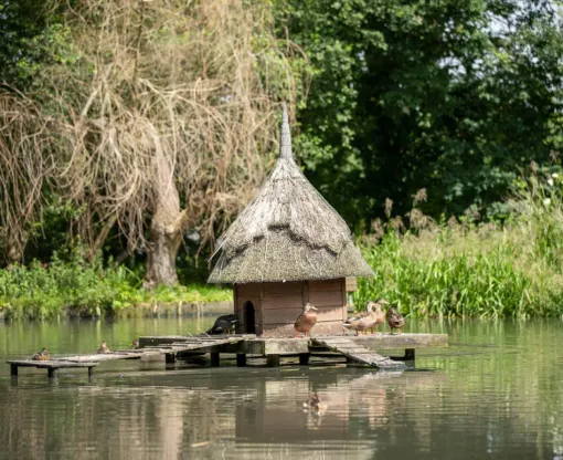 Duck house in middle of pond