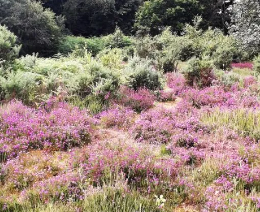 Purple heather, bushes and trees at Hazeley Heath