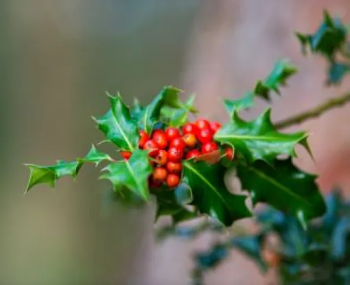 Holly with red berries