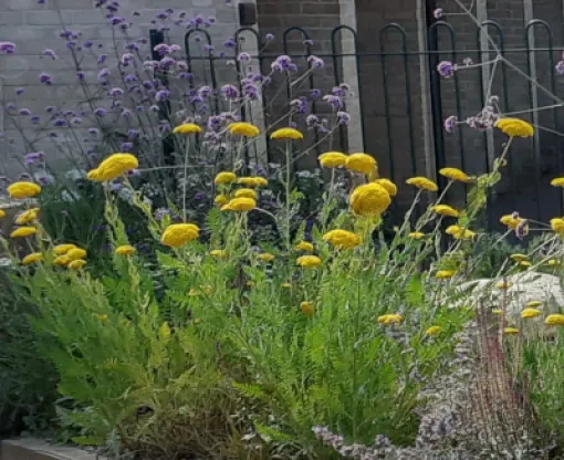 Yellow and purple wildflowers