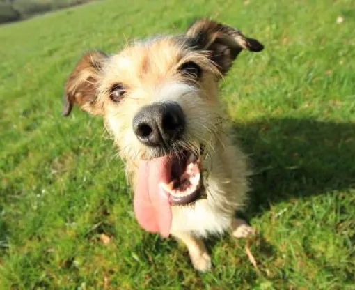 Small dog with tongue out sitting on grass