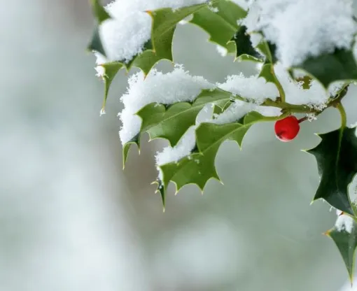 A holly twig with snow on its leaves