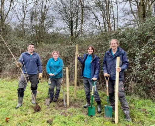 Four rangers planting small elm trees on Odiham Common