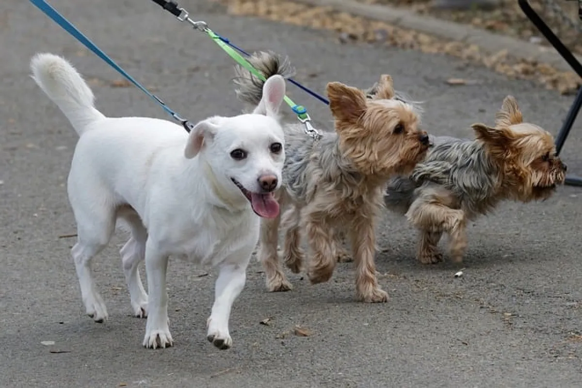 Three dogs being walked on leads