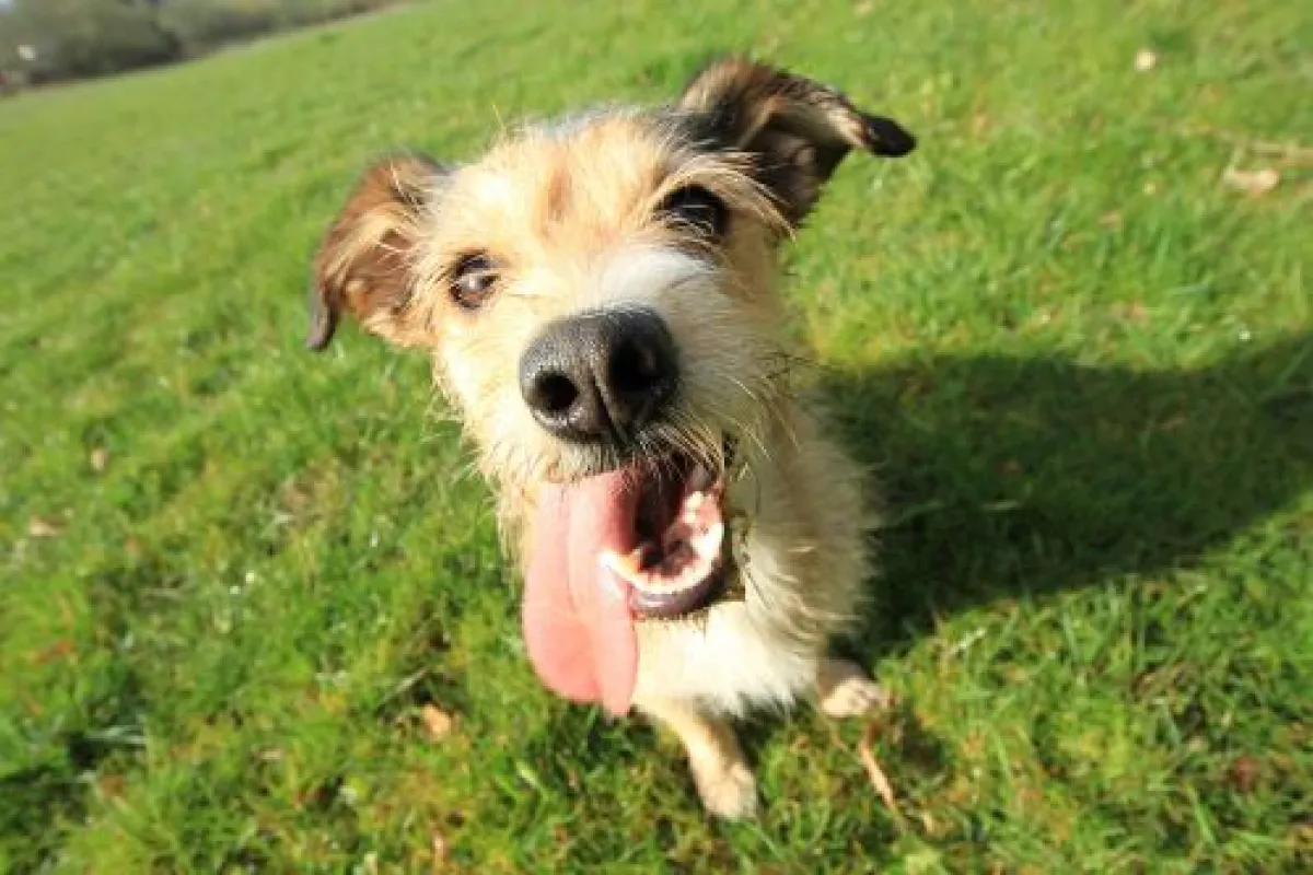 Small dog with tongue out sitting on grass