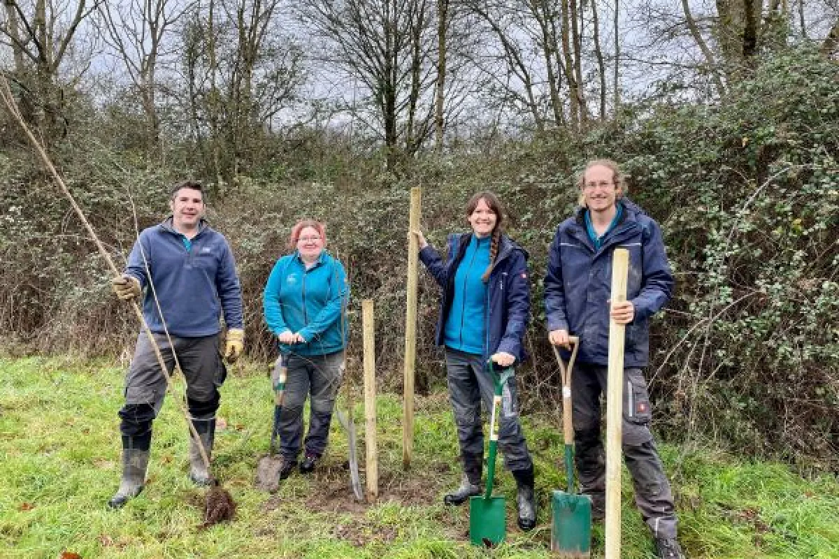 Four rangers planting small elm trees on Odiham Common