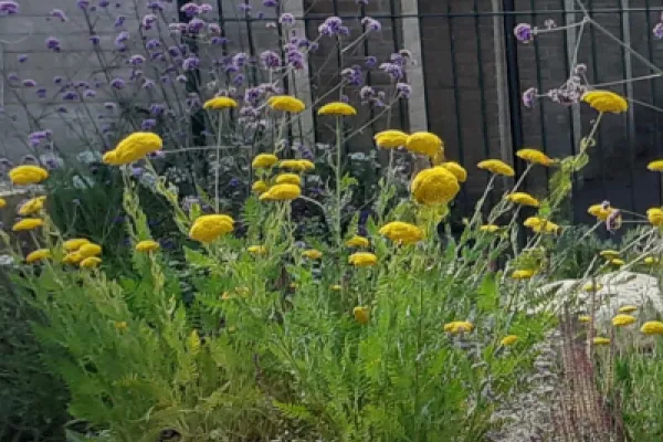 Yellow and purple wildflowers