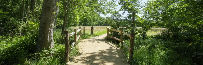 A path leading through a wooded area