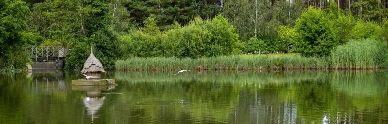 Pond with duck house surrounded by trees