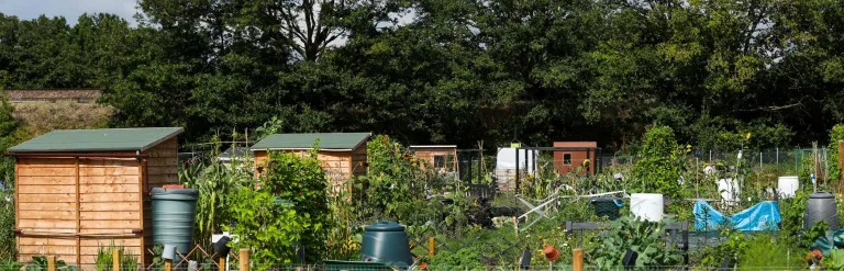 Allotments and trees