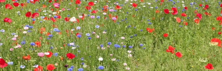 Wildflower meadow