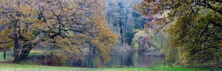 Meadow, trees and pond