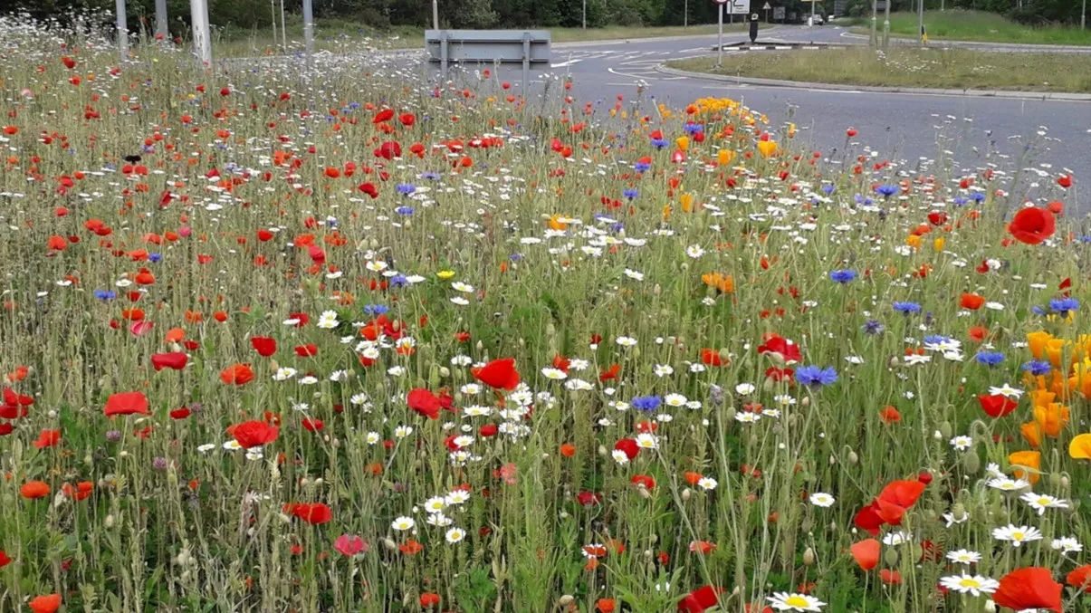 A landscape view of white, yellow, purple and blue wildflowers planted at Zebon Copse.