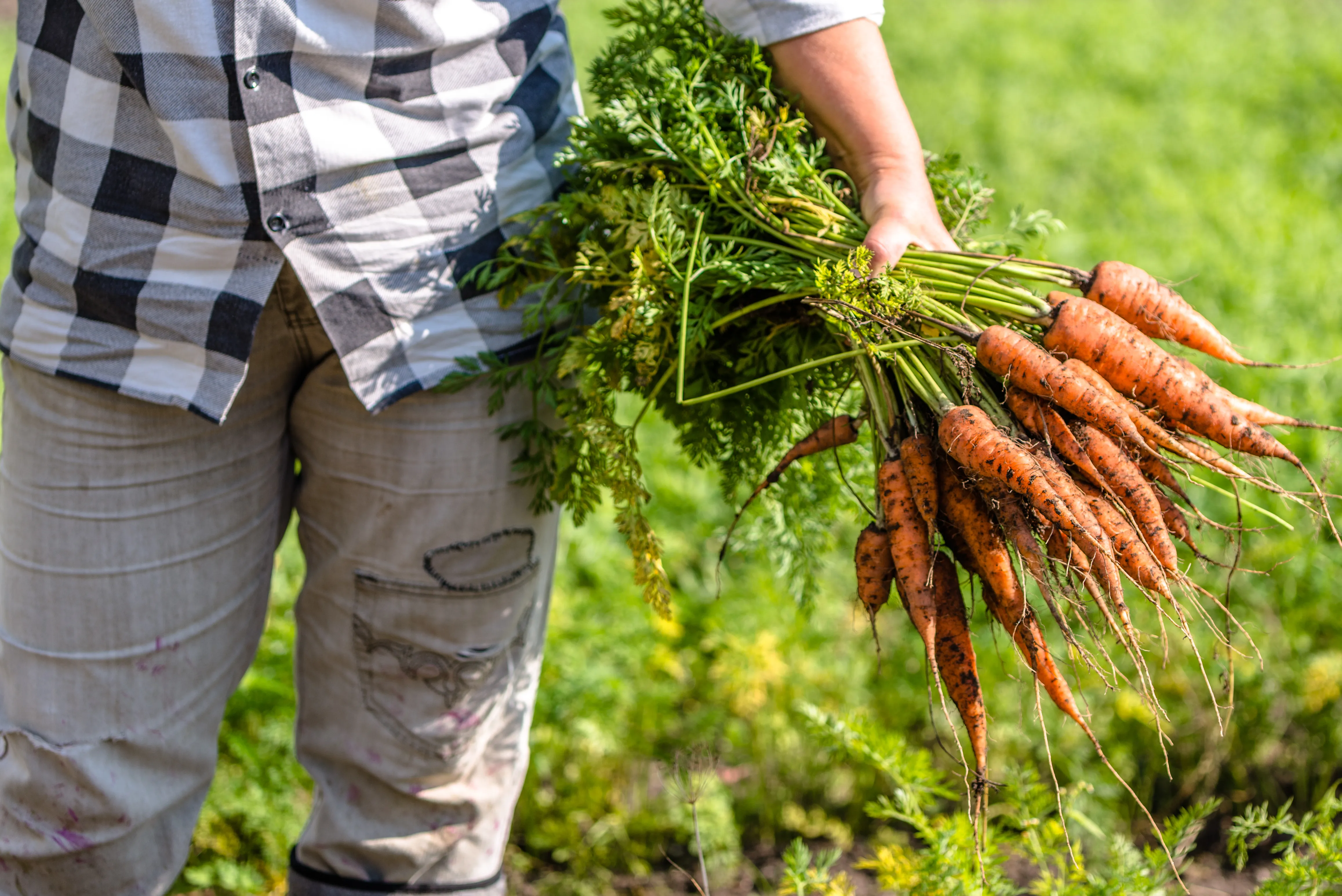 Man holding a bunch of carrots