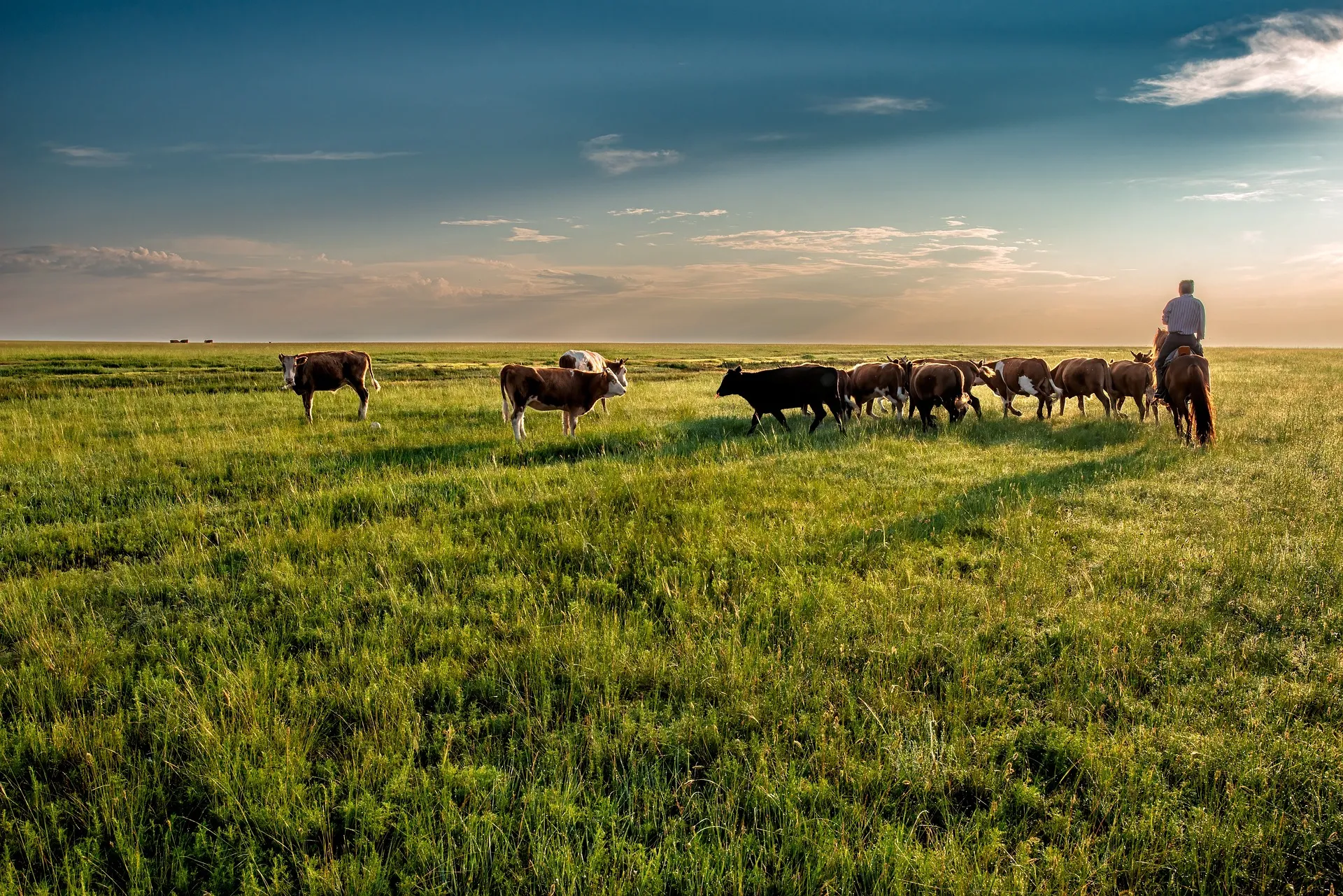 Herd of cattle