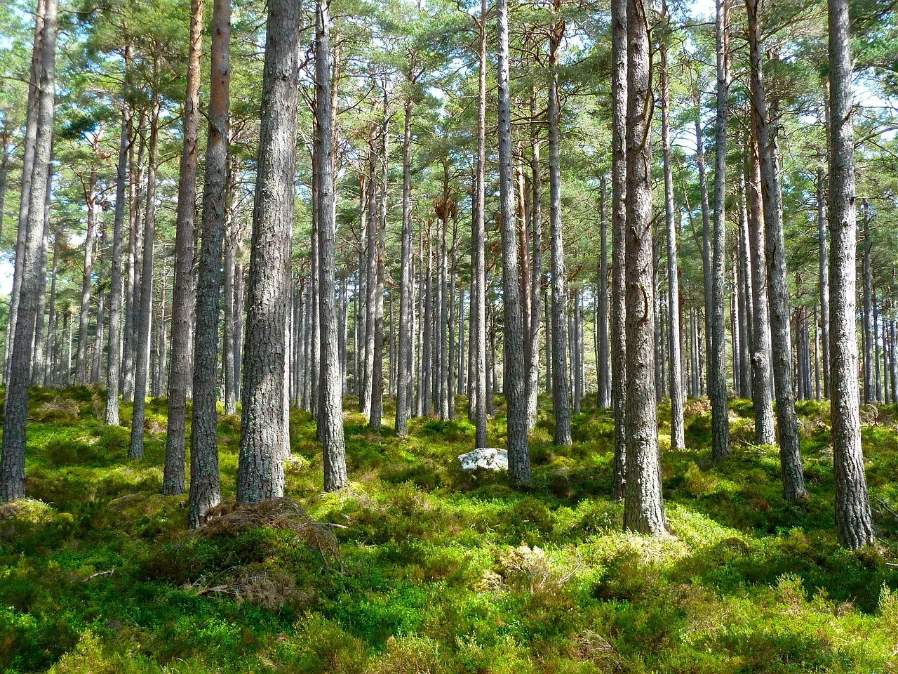 Trees in forest