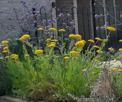 Yellow and purple wildflowers