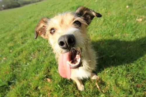 Small dog with tongue out sitting on grass