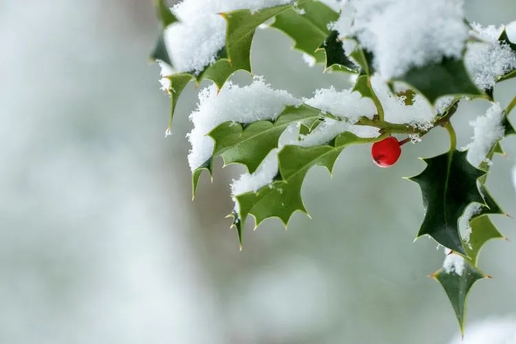 A holly twig with snow on its leaves